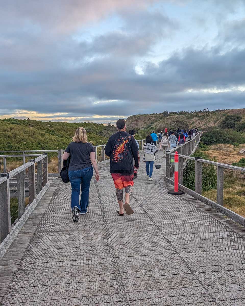 People walk towards the beach to see fairy penguins on Phillip Island Australia