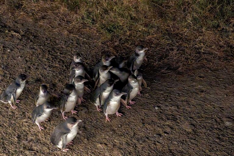 close up of fairy penguins on Phillip Island Australia
