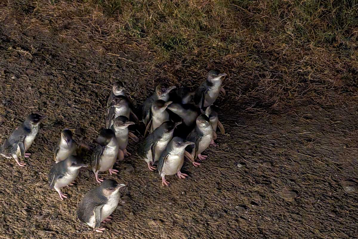 close up of fairy penguins on Phillip Island Australia