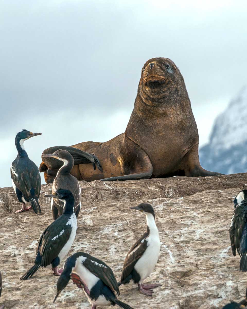 A large seal on the Beagle Channel near Ushuaia, Argentina
