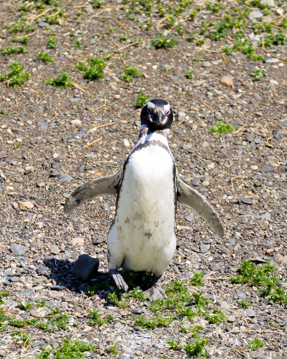 A penguin walks at the Beagle Channel near Ushuaia, Argentina