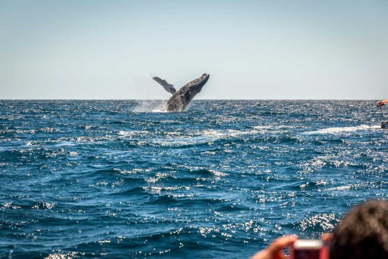 Humpback Whale breaching near Cabo San Lucas Mexico