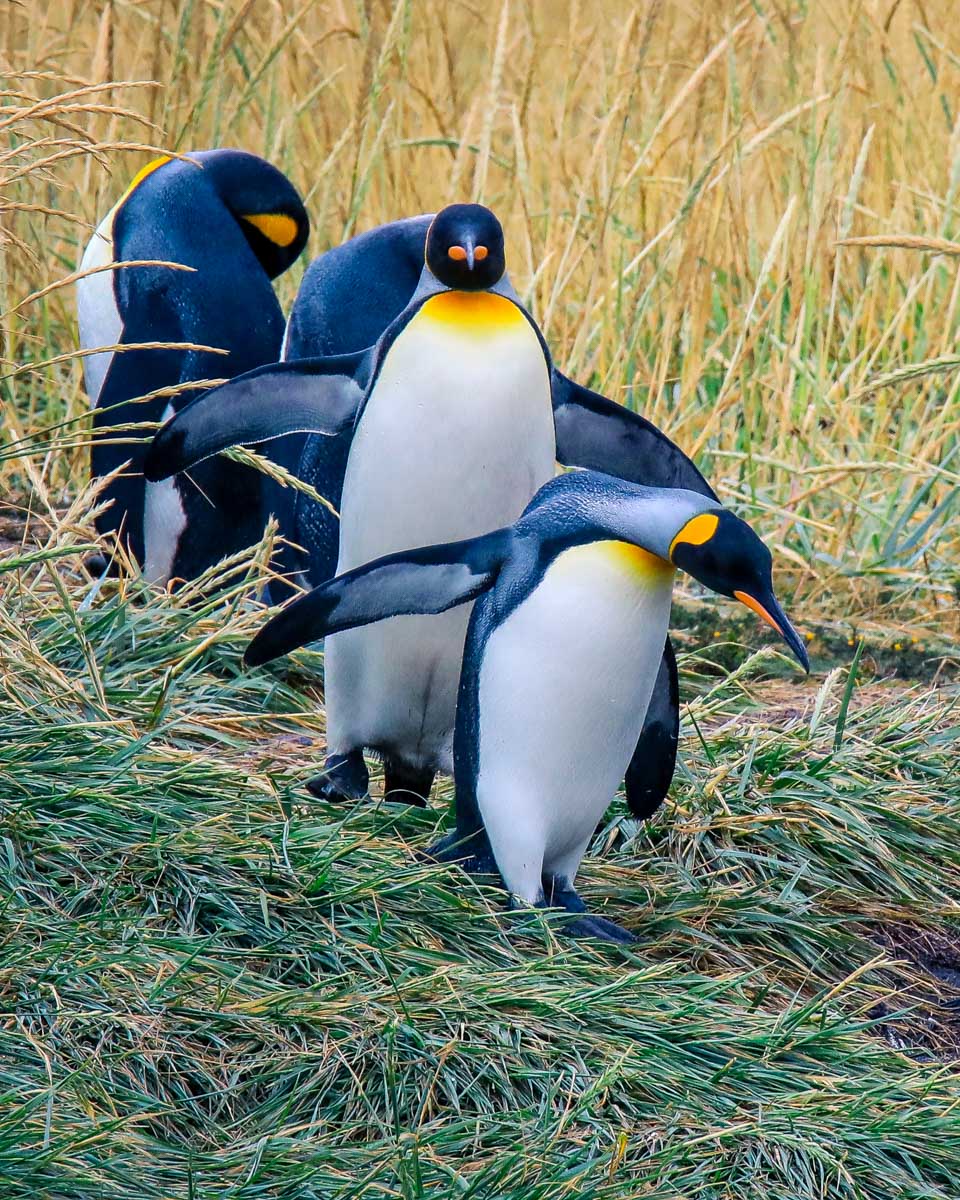 Large penguins seen on the Beagle Channel near Ushuaia, Argentina