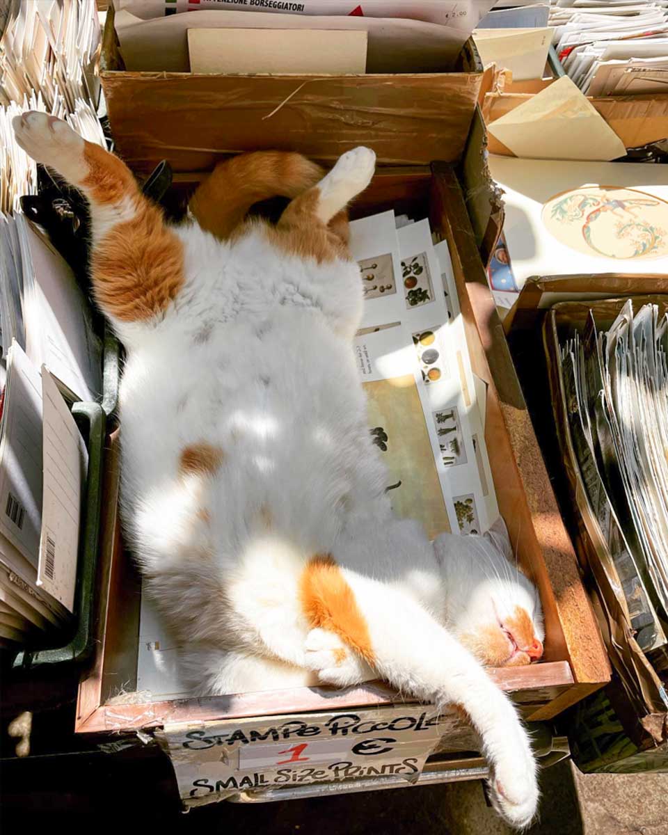 Libreria Acqua Alta in Venice Italy 1