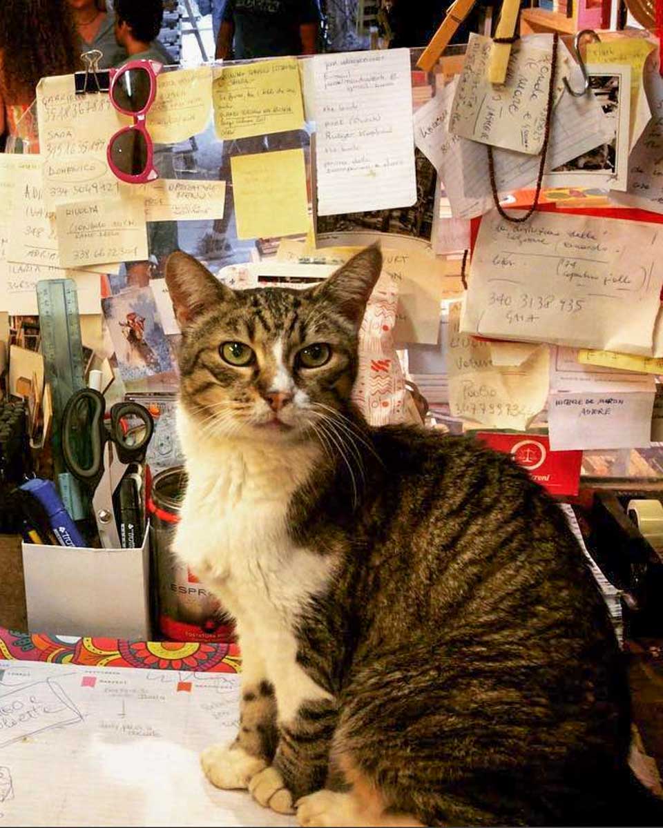 Libreria Acqua Alta in Venice Italy