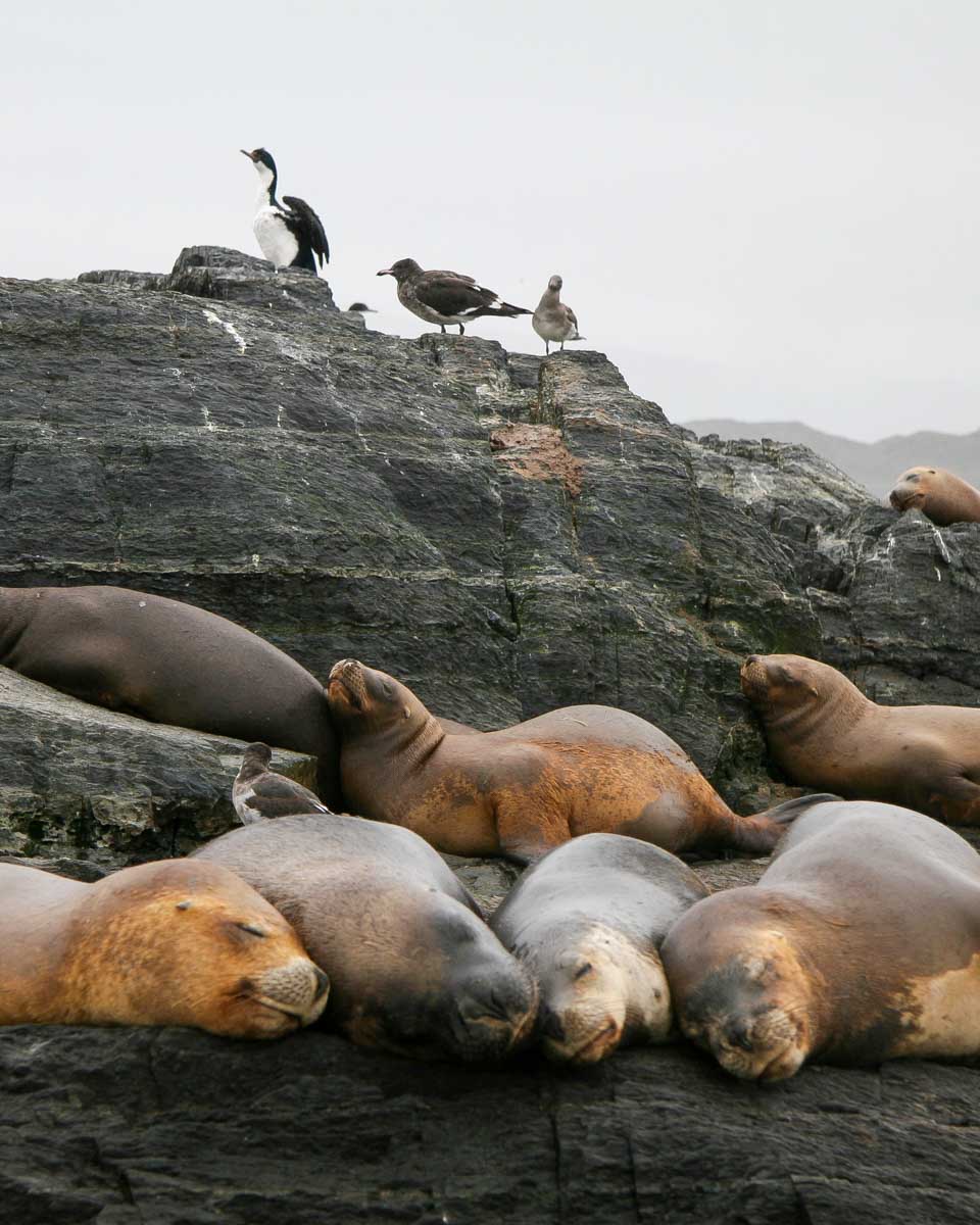Seals and birds at the Beagle Channel near Ushuaia, Argentina