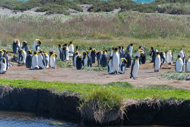 king penguins colony near punta arenas chile on Tierra del Fugo island