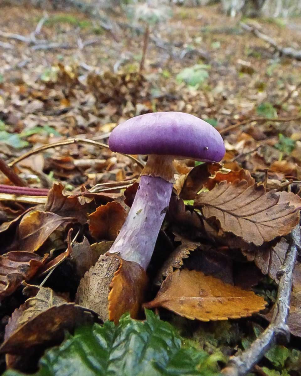 purpole mushroom in Magallanes National Reserve, Punta Arenas