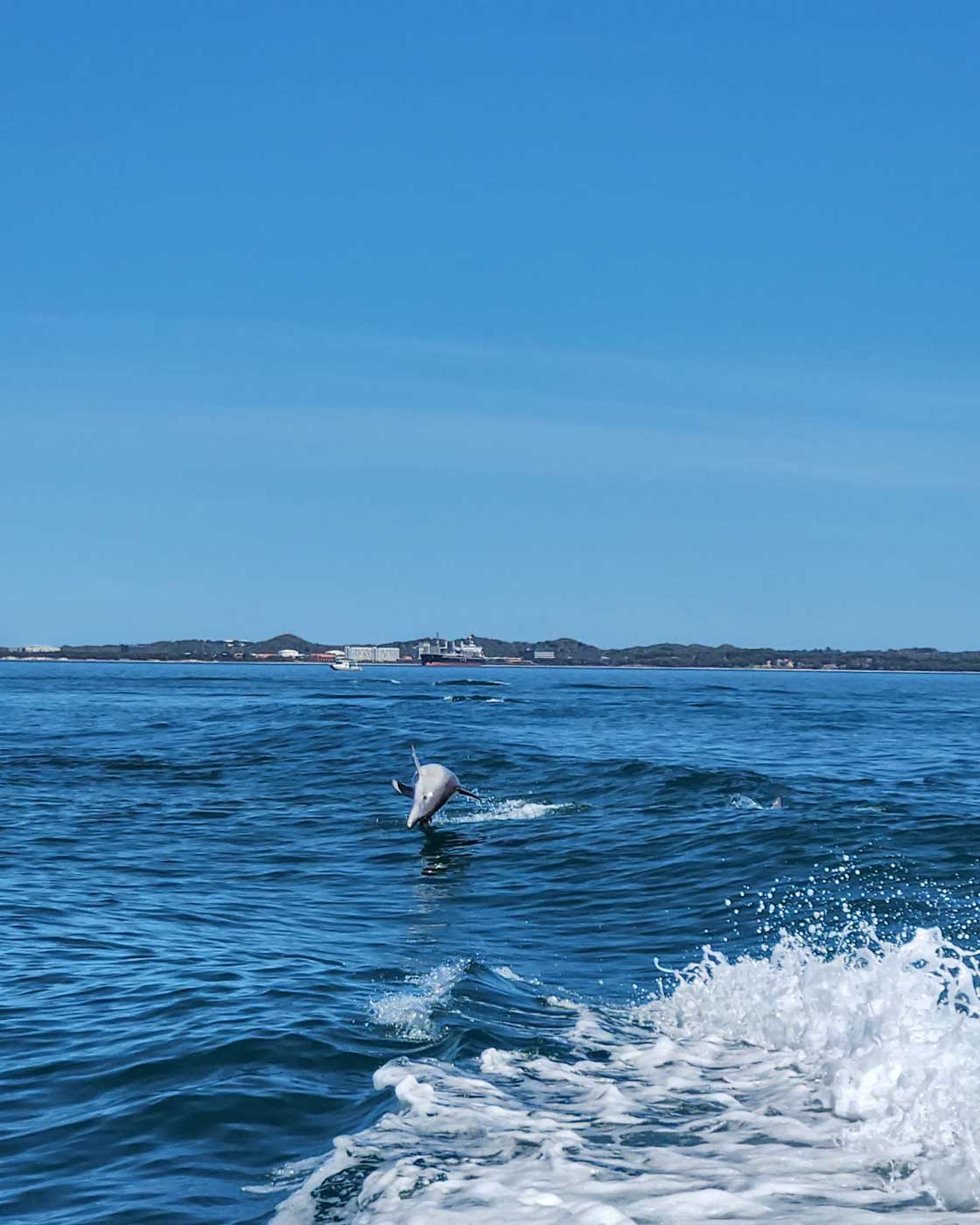 A-dolphin-jumps-out-of-the-water-in Lisbon Portugal