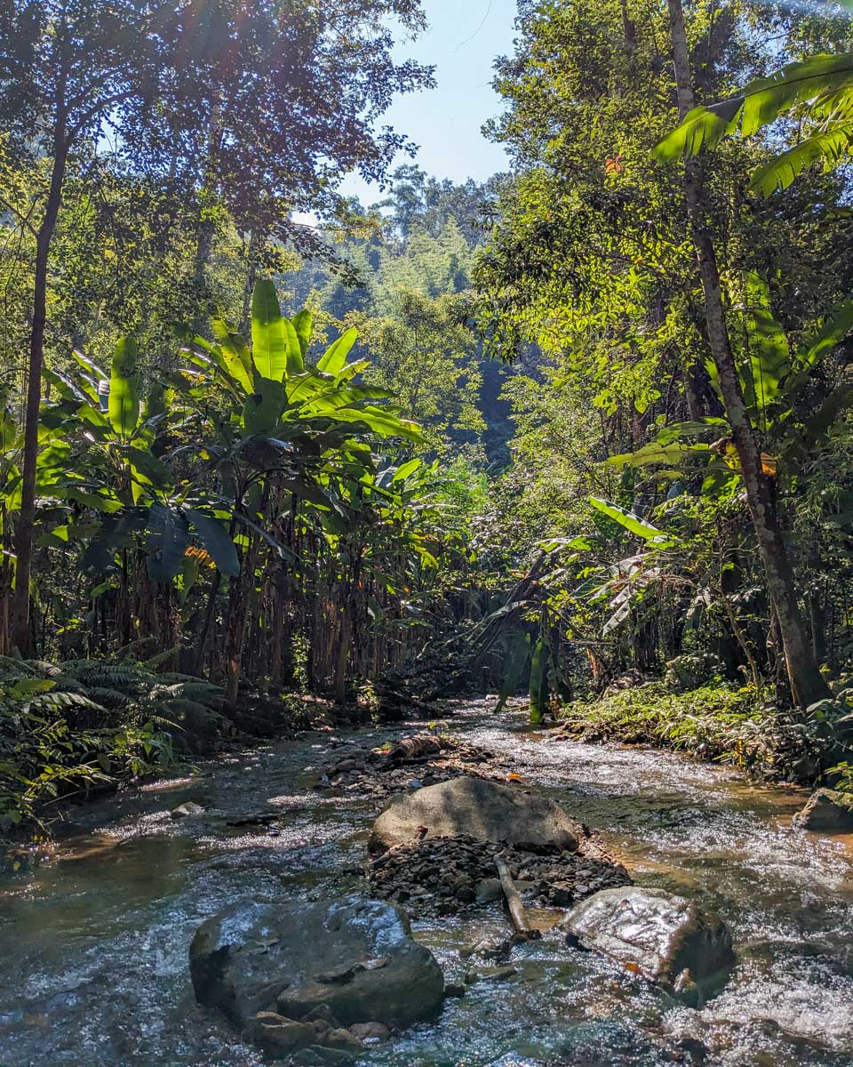 A hike through the jungle on a tour from Chiang Mai Thailand