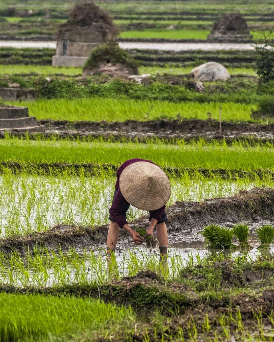 A person works in a rice field near Hanoi Vietnam