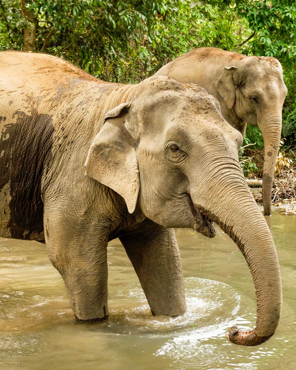 A-rescue-elephant-near-Chiang Mai-Thailand