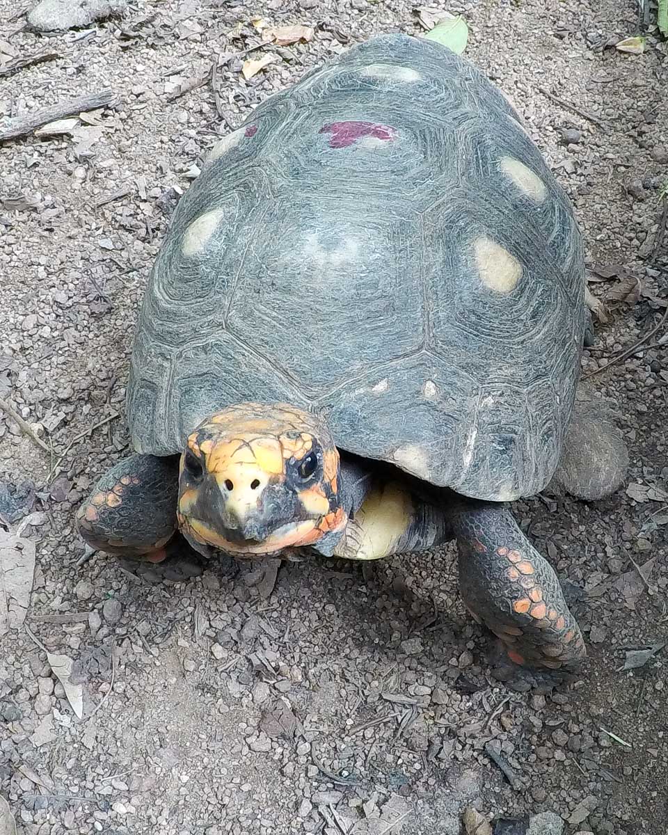 A tortoise seen on a tour from Barbados