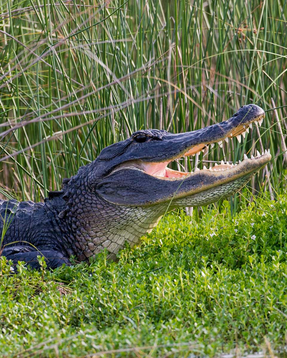 Alligator in the bayou on a tour from New Orleans Louisiana