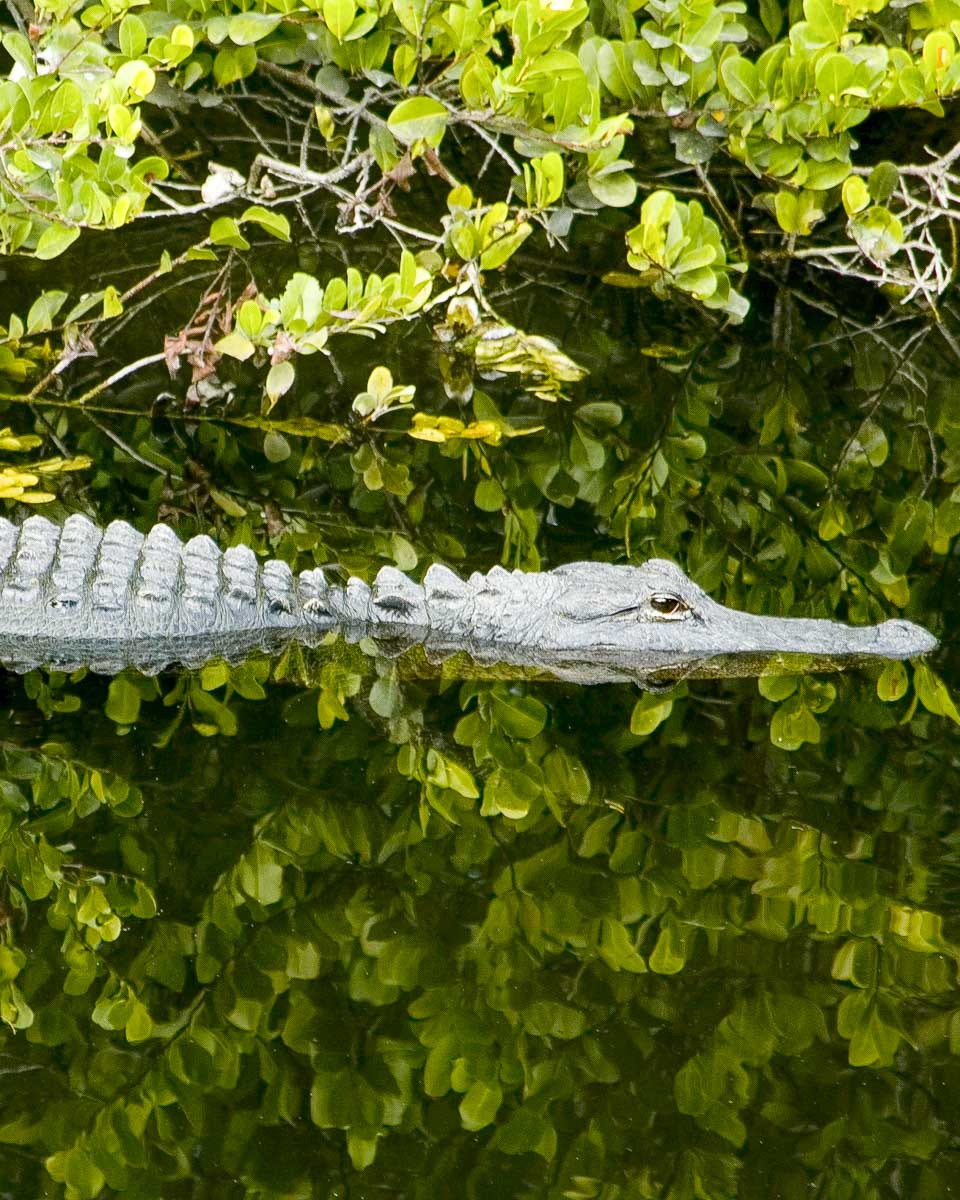 An alligator in the Everglades National Park on a tour from Miami Florida United States