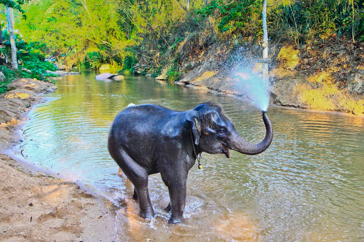 An elephant bathing at a sanctuary near Chiang Mai Thailand