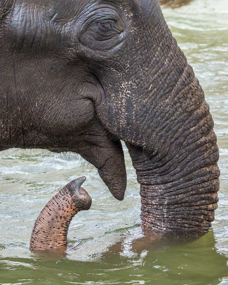 An elephant in the water at a sanctuary near Chiang Mai Thailand