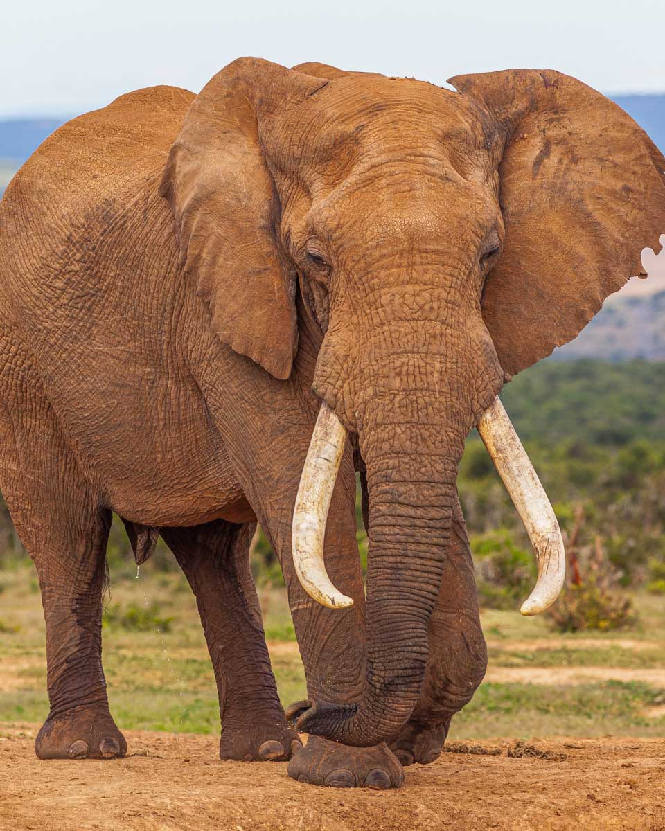 An elephant on a safari from Cape Town South Africa