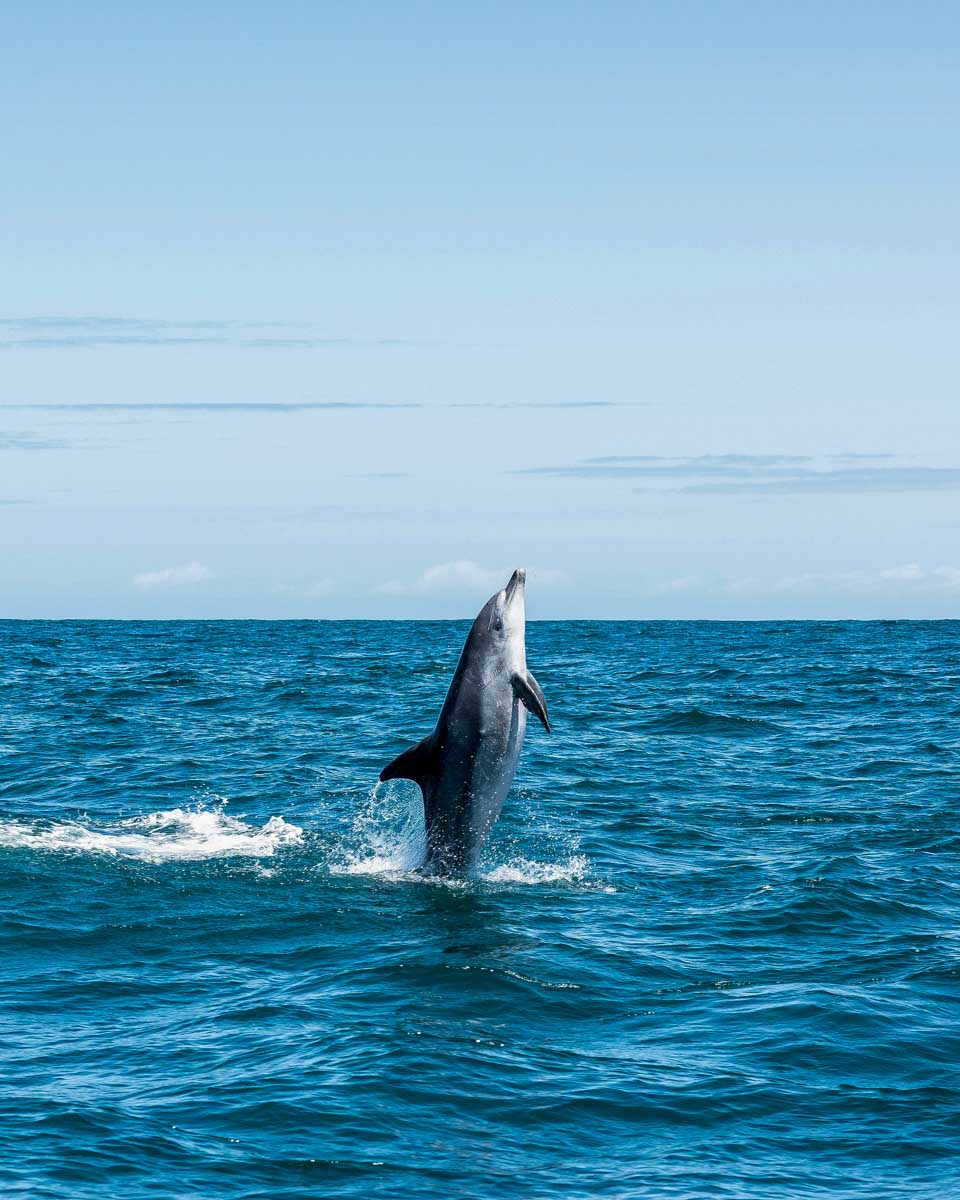 Dolphin jumps out of the water near Cape Town South Africa