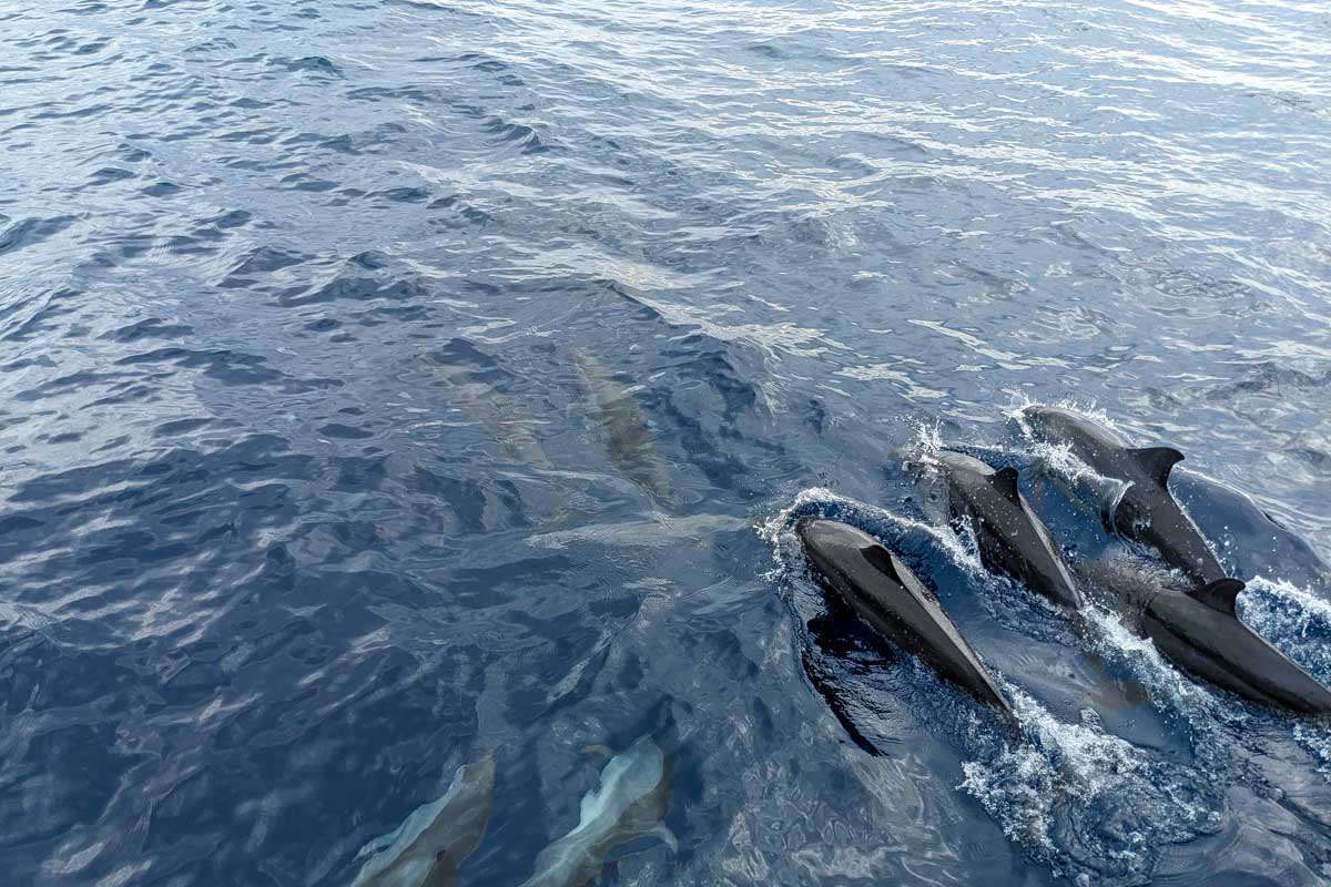 Dolphins-seen-on-a-whale-watching-tour-in-Oahu Hawaii