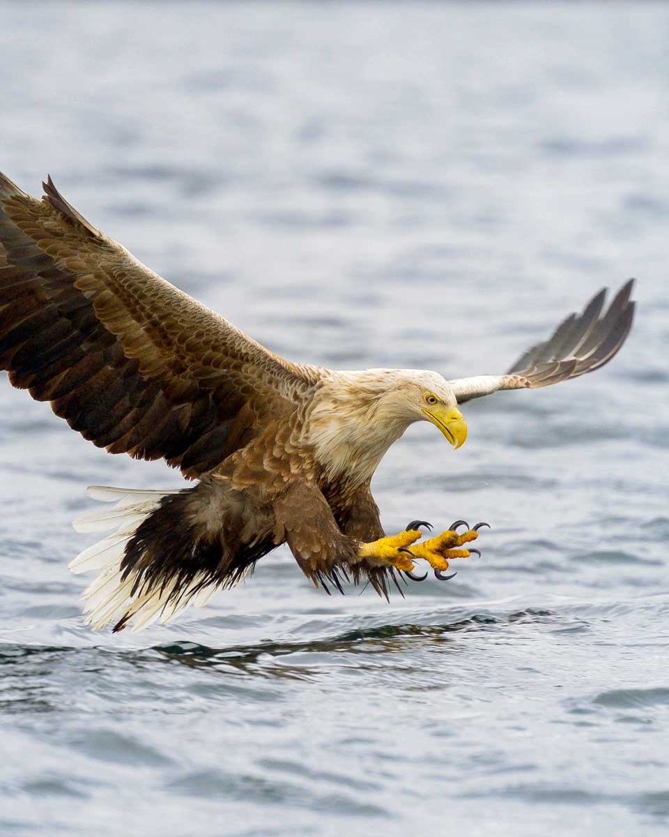 Eagle seen on fishing tour from Tromso Norway