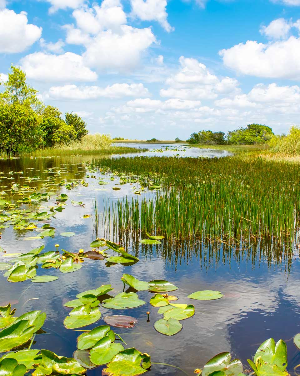 Everglades National Park on a tour from Miami Florida United States