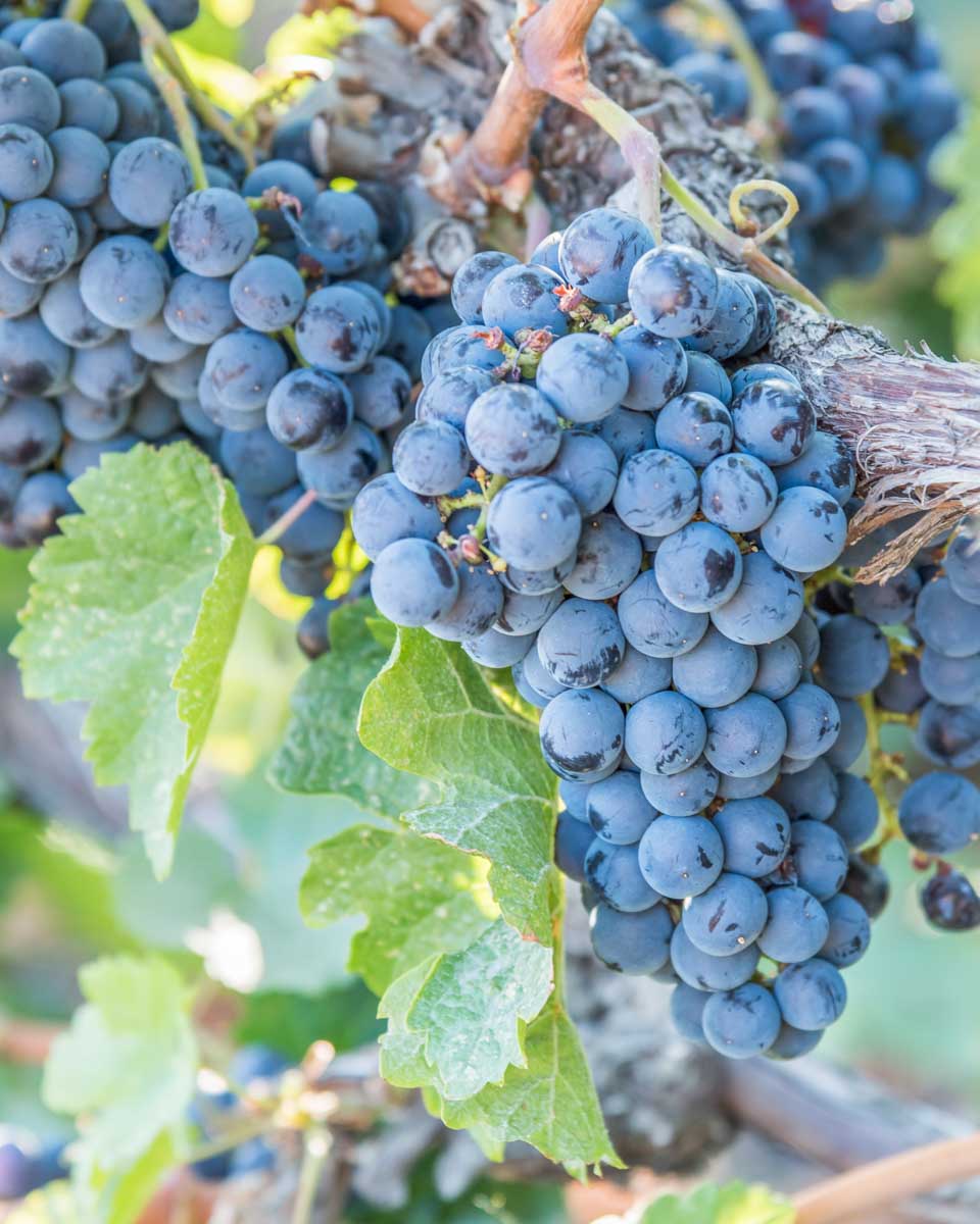 Grapes-at-a-winery-near Vienna Austria