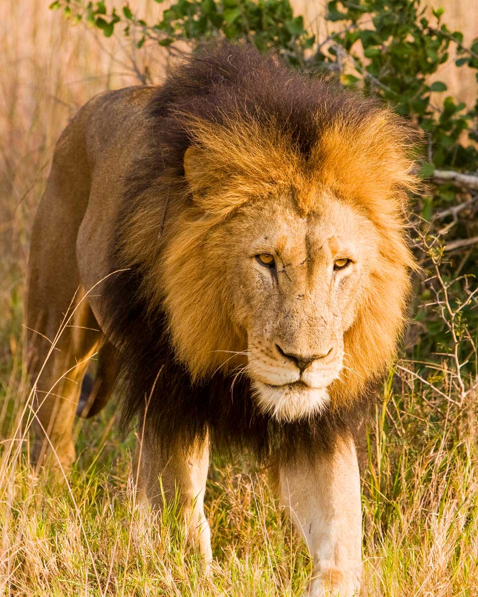 Lion seen on a safari from Cape Town South Africa