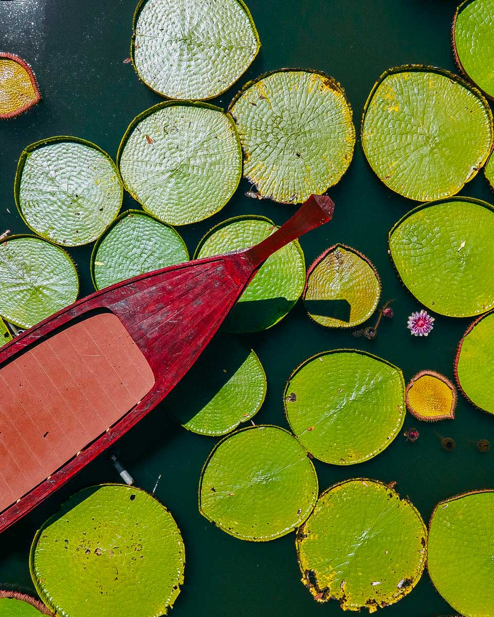 Ma Doo Bua Cafe' giant lillies and boat Phuket Thailand