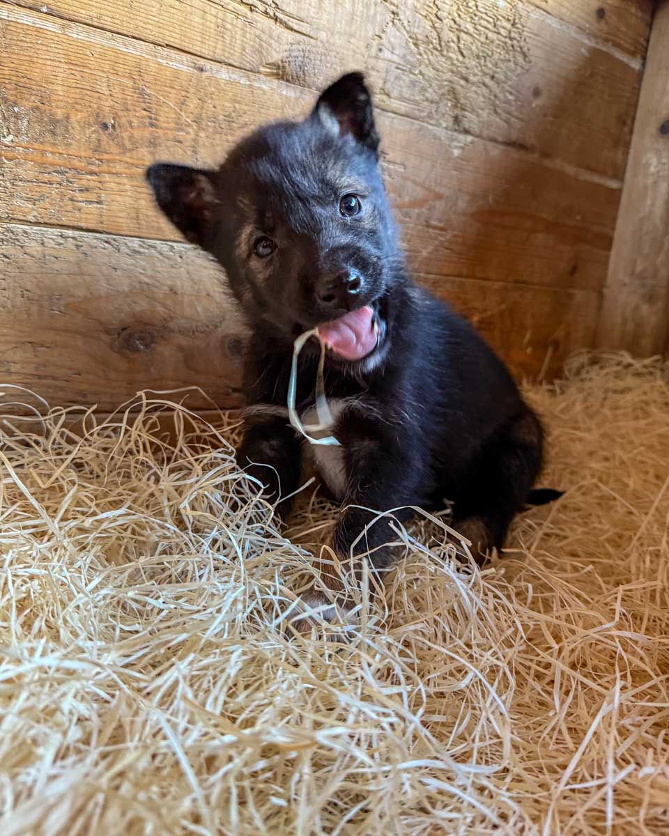 Tromsø Villmarkssenter - Tromso Wilderness Centre a husky puppy seen on a tour from Tromso Norway