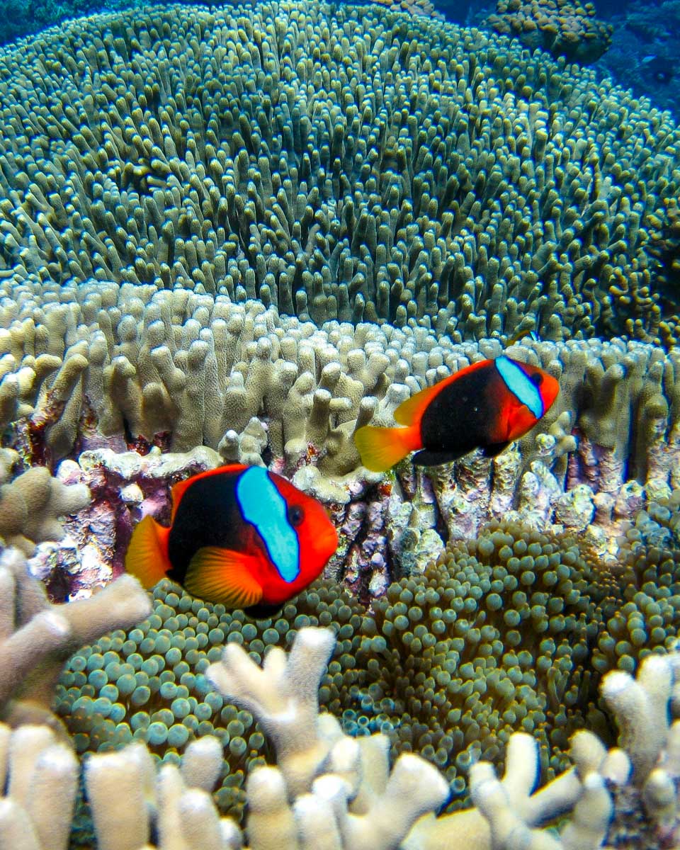 Two fish in the Great Barrier Reef on a snorkeling trip from Cairns Australia