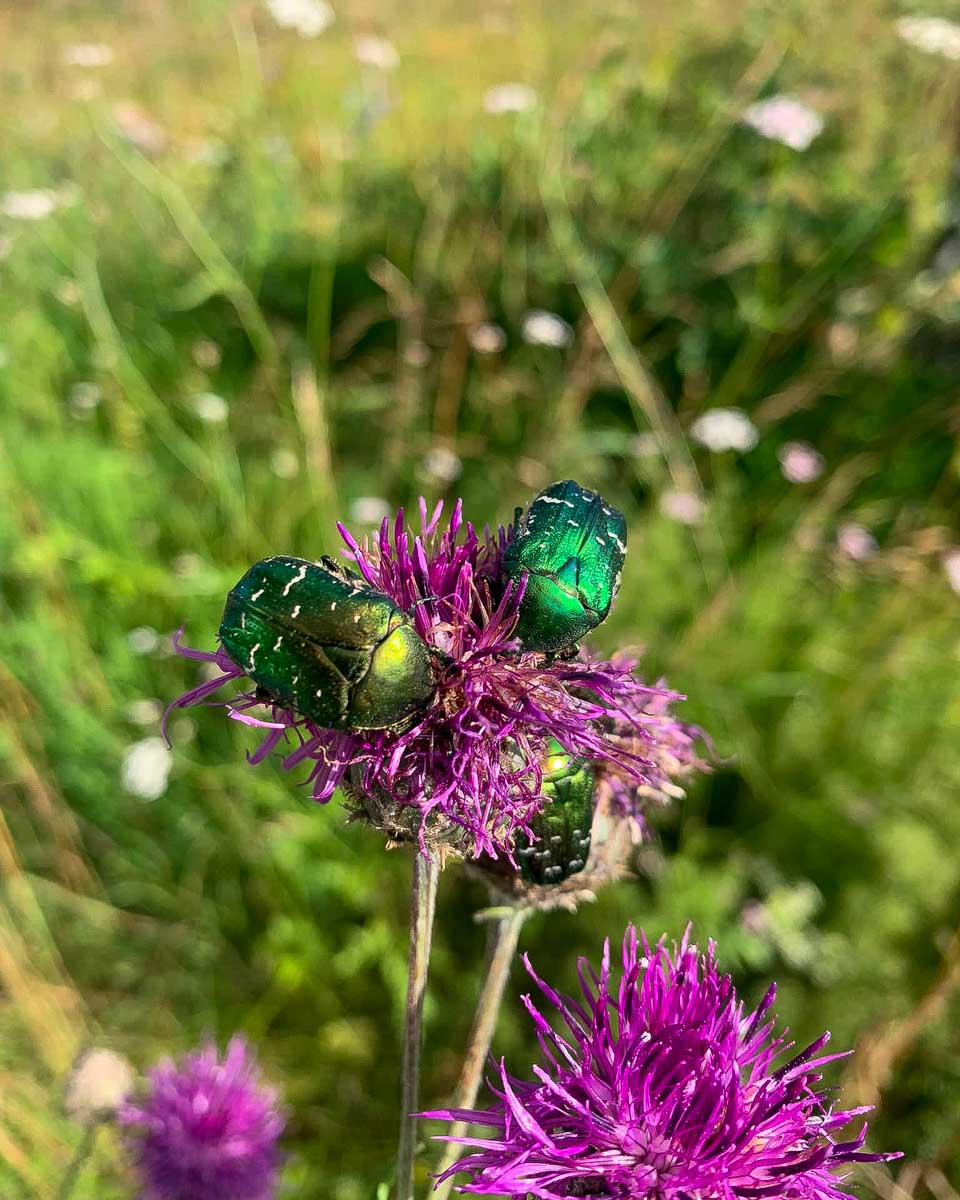 Tyresta nationalpark beatle in the park near Stockholm Sweden