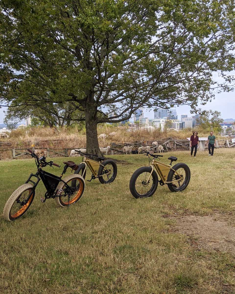 musiccityebikes people outside near sheep on a tour in Nashville Tennessee United States