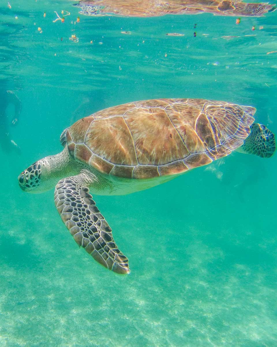 A-large-sea-turtle-swims-while-snorkeling-near Little Buck Island on a tour from St Thomas Virgin Islands