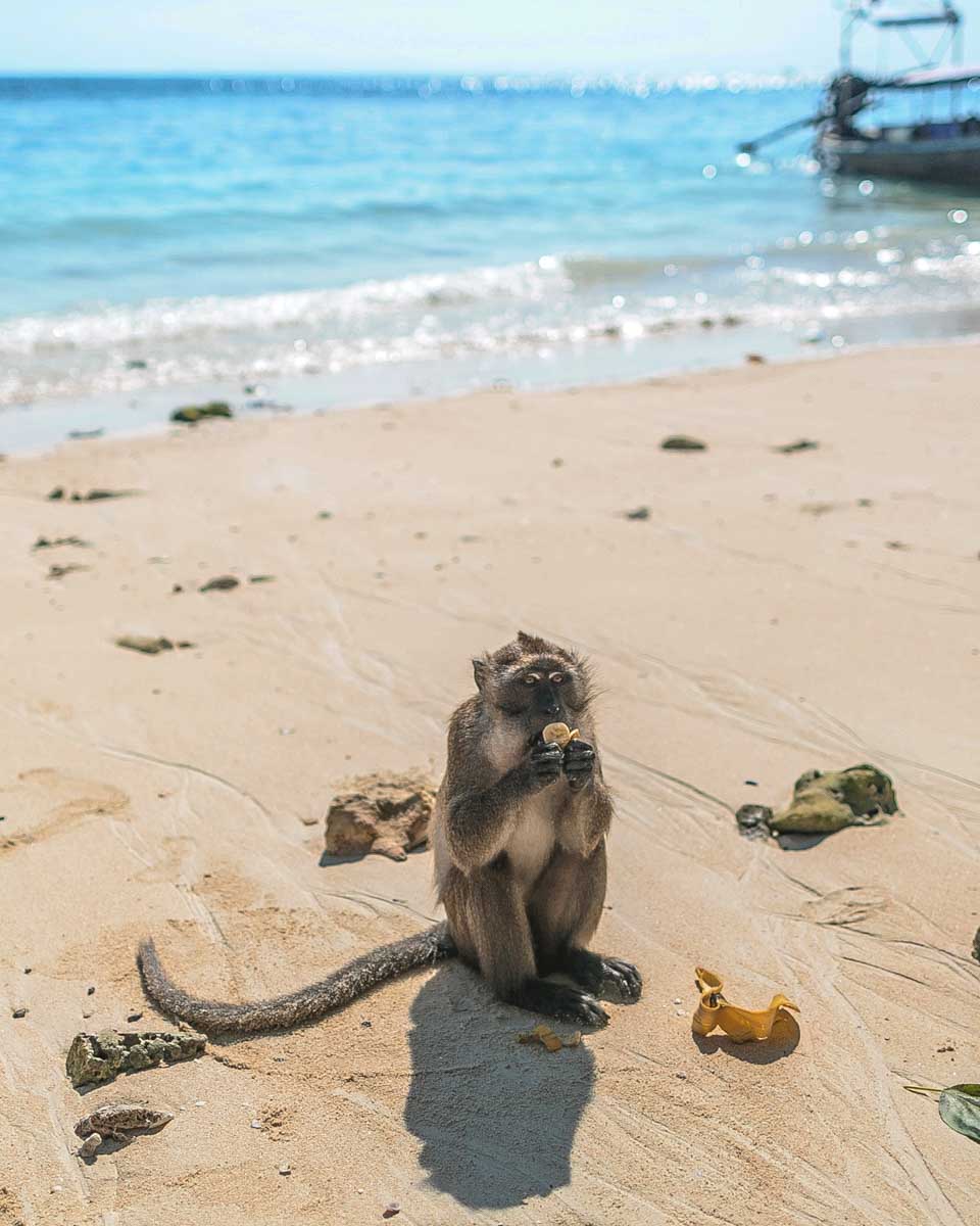 A monkey sits in the sand at monkey beach on a tour to the Phi Phi Islands from Krabi Thailand