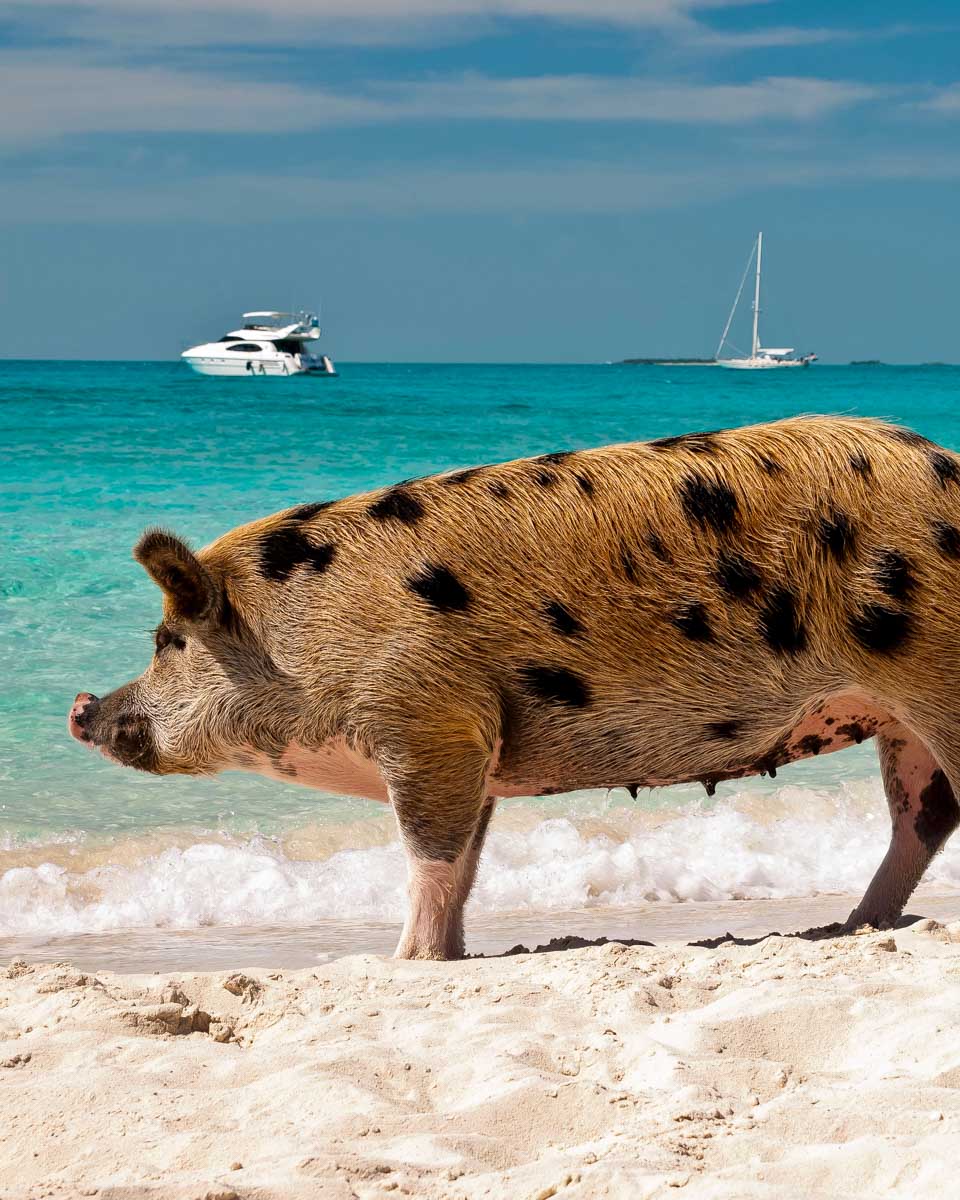 A pig on the beach on Rose Island on a tour from Nassau Bahamas