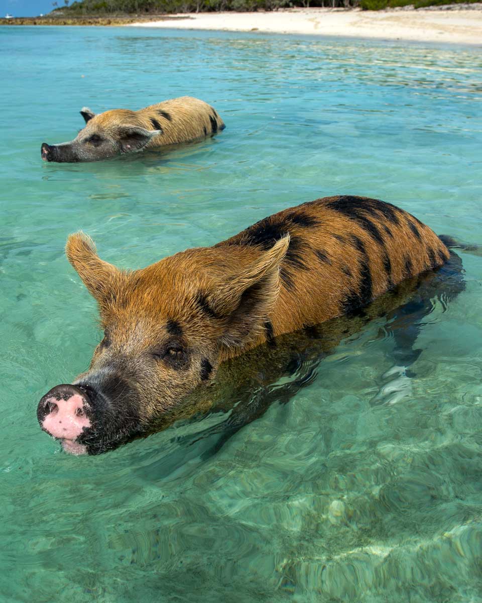 A pig swims on Rose Island on a tour from Nassau Bahamas 2