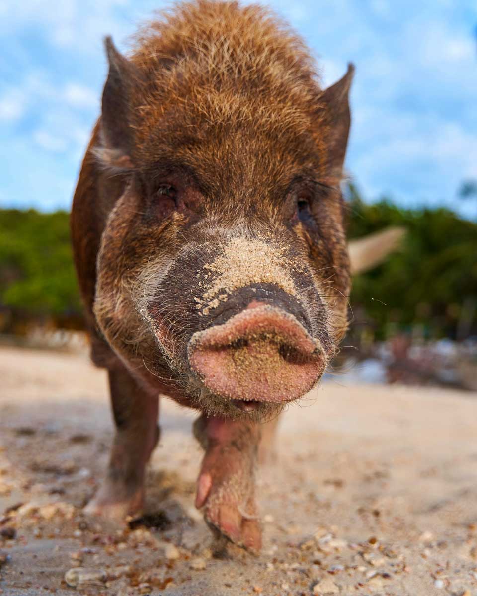 A pig walks on pig island on a tour from Koh Samui Thailand