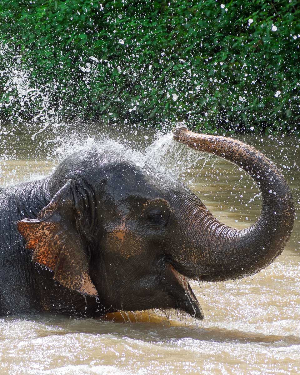 An-elephant-bathes-at-a-sanctuary-near-Koh Samui Thailand