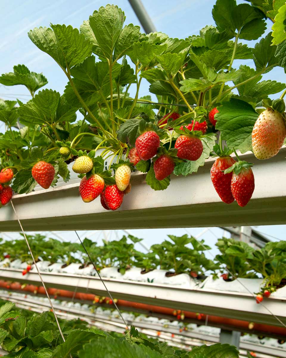 Fresh strawberries seen in the Cameron Highlands on a tour from Kuala Lumpur Malaysia