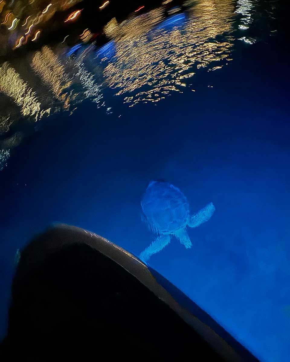 Night Kayak a turtle seen at night from a kayak on a tour in St Thomas Virgin Islands