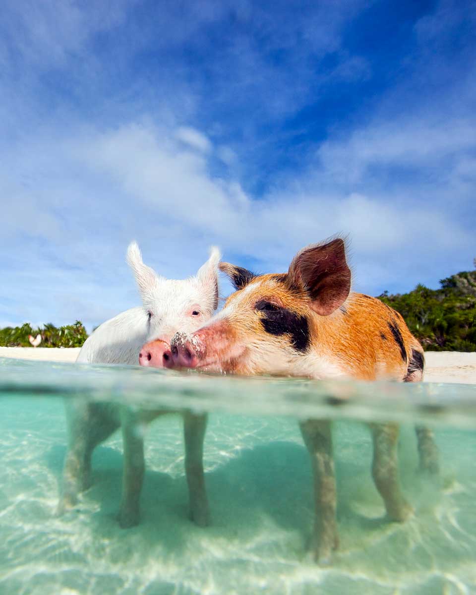 Pigs swim on Rose Island on a tour from Nassau Bahamas