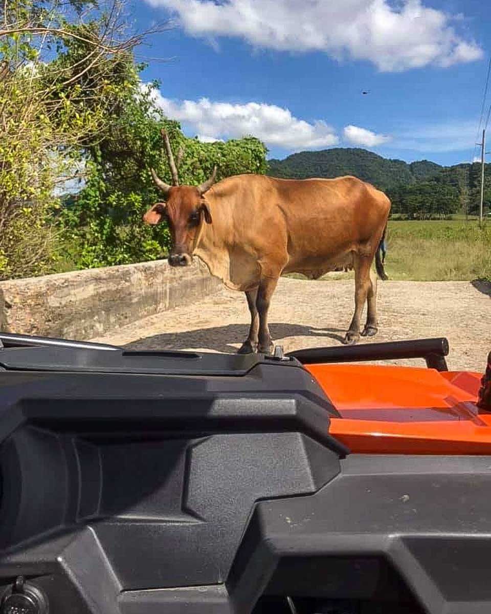 Rastasafari Experience ltd a cow in the road while on an atv tour from Montego Bay Jamaica