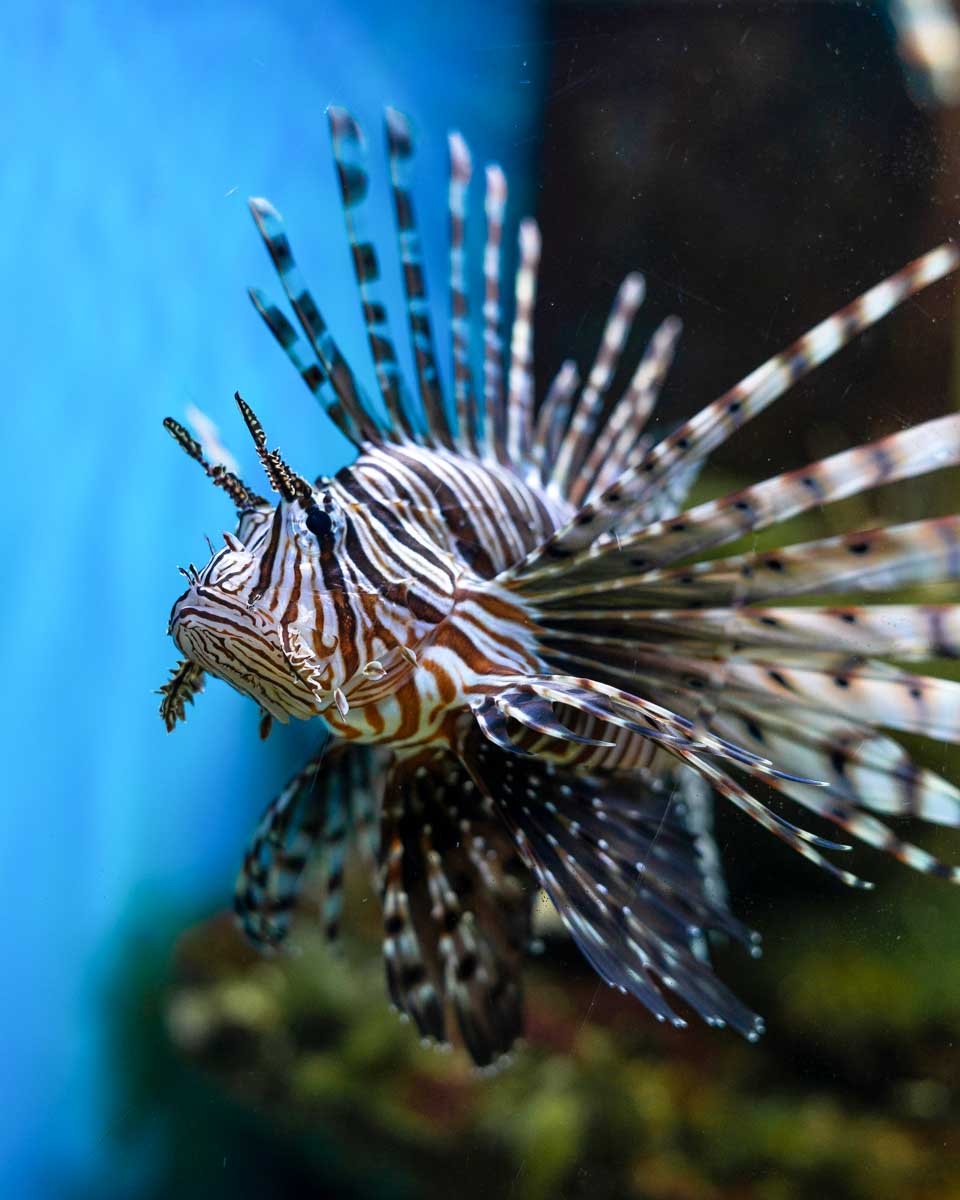 Red Lionfish seen in the Cairns Aquarium in Cairns Australia