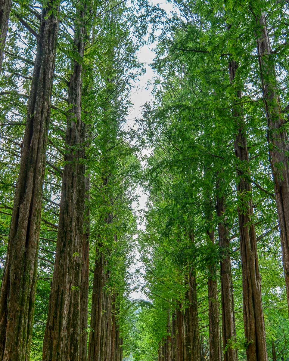 Trees seen on Nami Island on a tour from Seoul South Korea