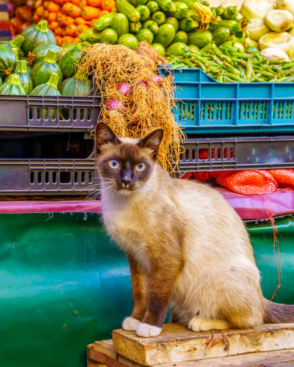 View if a cat, and vegetables on sale, in the market of the Old Medina Casablanca Morocco