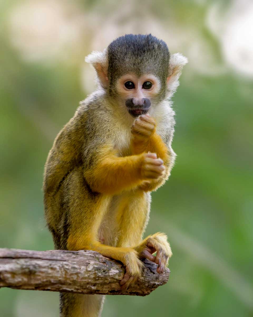 squirrel monkey sits on a branch at a sanctuary on a tour from Punta Cana Dominican Republic
