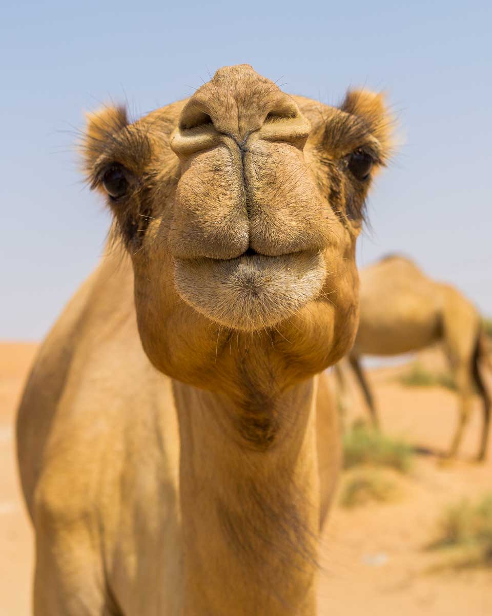 A camel in Tangier Morocco on a tour from Malaga, Spain