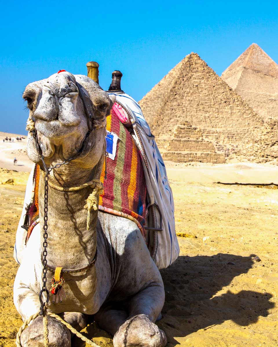 A camel in fron tof the great pyramids of Giza in Cairo Egypt