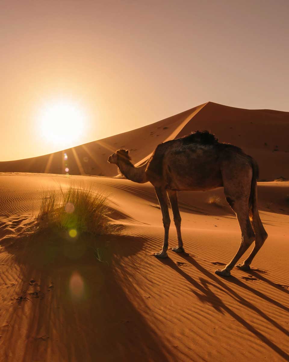 A camel in the Agafay desert, Morocco at sunset